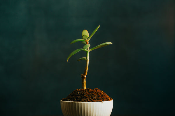 Hesperidin (Citrus Bioflavonoids) + Rutin