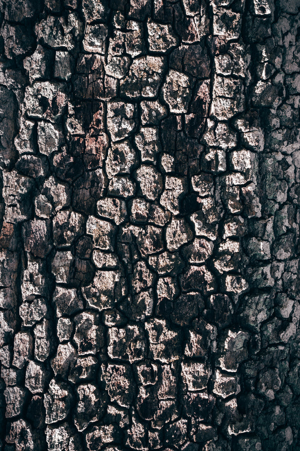 Pine Bark Extract